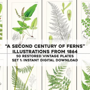 50 images botaniques végétales vintage, deuxième siècle de fougères, série 1 | Bundle d'images d'artisanat imprimable | Téléchargement numérique instantané Utilisation commerciale