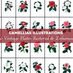 Camellia Flores Vintage Ilustraciones Paquete Imprimible Descargar Botánico Floral Naturaleza Paisaje Jardín Rosas Amor Amistad Relación