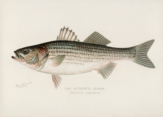 Striped Bass Striper Fish Illustration Print Single Printable Wall