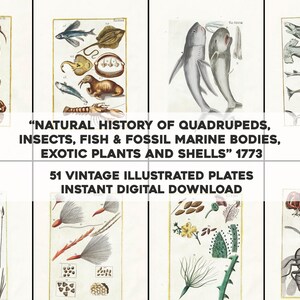 May include: A collection of 51 vintage illustrated plates from a 1773 book titled "NATURAL HISTORY OF QUADRUPEDS, INSECTS, FISH & FOSSIL MARINE BODIES, EXOTIC PLANTS AND SHELLS". The plates feature detailed illustrations of various animals, plants, and shells.