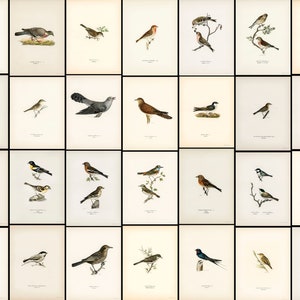 Pu&ograve; includere: Un'illustrazione vintage di varie specie di uccelli, tra cui un picchio nero, una colomba, un passero, un pettirosso, un merlo, un fringuello, una silvia, un re di quaglie, una cincia, una cincia bigia, un rampichino, un rampichino, una rondine, un rondone, un pigliamosche, un martin pescatore, un picchio, un falco, un gufo e un colibr&igrave;. Le illustrazioni sono in uno stile dettagliato e realistico e sono su uno sfondo bianco.