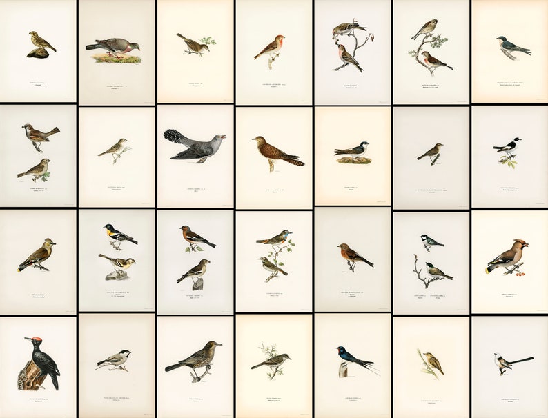 Pu&ograve; includere: Un'illustrazione vintage di varie specie di uccelli, tra cui un picchio nero, una colomba, un passero, un pettirosso, un merlo, un fringuello, una silvia, un re di quaglie, una cincia, una cincia bigia, un rampichino, un rampichino, una rondine, un rondone, un pigliamosche, un martin pescatore, un picchio, un falco, un gufo e un colibr&igrave;. Le illustrazioni sono in uno stile dettagliato e realistico e sono su uno sfondo bianco.