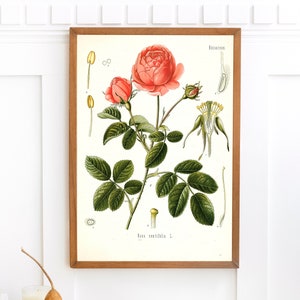 Impresión de planta de flor de rosa de repollo / Arte de pared imprimible único / Plantas medicinales de Kohler / Descarga digital de ilustración botánica vintage