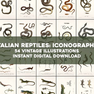 54 Italian Reptile Snake Lizard Frog Illustrations | HQ Image Bundle Printable Wall Art | Instant Digital Download | Physical Commercial use