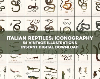 54 Italian Reptile Snake Lizard Frog Illustrations | HQ Image Bundle Printable Wall Art | Instant Digital Download | Physical Commercial use