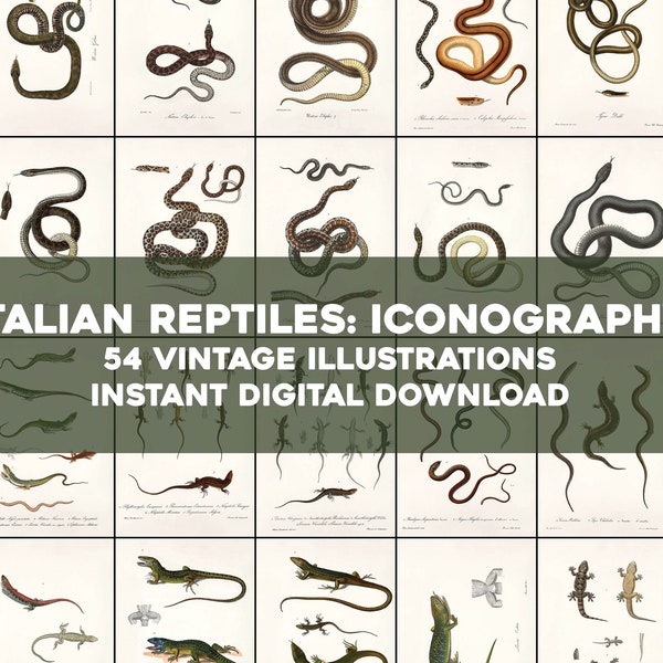 54 Italian Reptile Snake Lizard Frog Illustrations | HQ Image Bundle Printable Wall Art | Instant Digital Download | Physical Commercial use