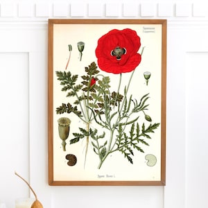 Imprimé fleur de pavot | Art mural imprimable unique | Plantes médicinales de Kohler | Illustration botanique vintage Téléchargement numérique