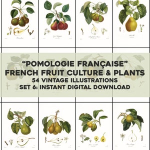 54 Whitened French Pomology Fruit Illustrations Botanical | HQ Image Bundle/Printable Wall Art | Instant Digital Download Commercial Use 6