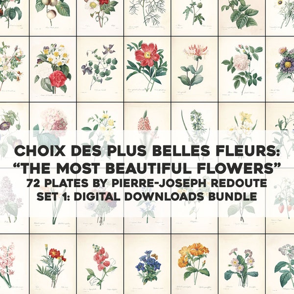 72 des plus belles fleurs Pierre Joseph Redoute | HQ Image Bundle Art mural imprimable | Téléchargement numérique instantané Utilisation commerciale 1