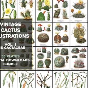 55 wunderschöne Kaktus Sukkulenten Kakteen Illustrationen Vintage druckbare Wand Kunst Bundle Digital Sofort Download Kommerzielle Nutzung