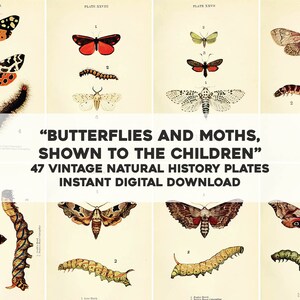 Papillons pour enfants, 47 images | lot d'images restaurées vintage | Nature florale botanique | Téléchargement numérique instantané Utilisation commerciale