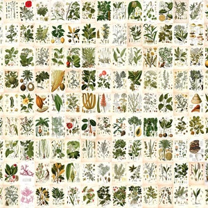 153 pcs COLLAGE KIT SET 4"x6" Kohler's Medicinal Plants Set 1 Printable Wall Art Bundle Vintage Flowers Botanical Plates Digital Download