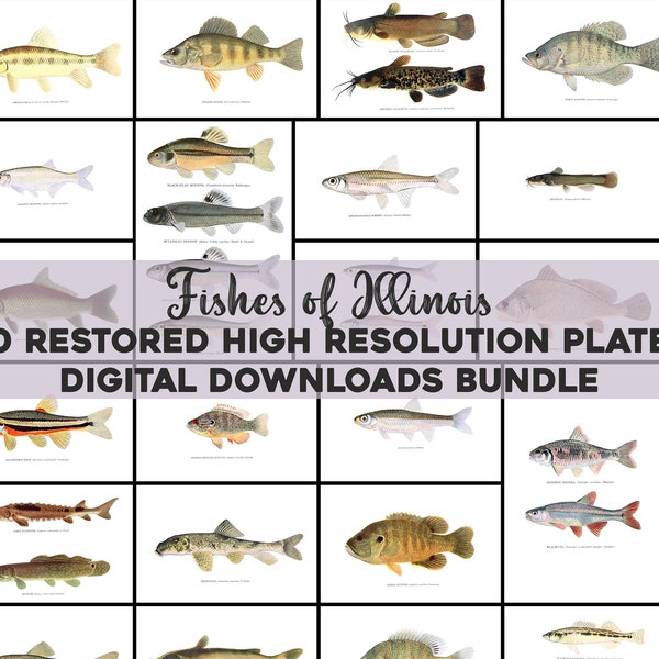 Fish Illustration Plates From Fishes of Illinois Vintage Printable Wall Art Bundle Digital Download Crappie Bluegill Catfish Commercial Use