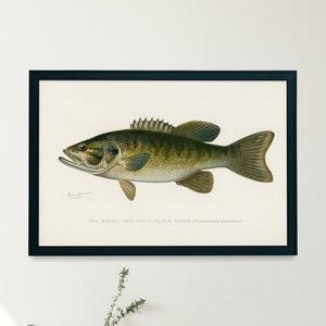 Illustration av liten munad abborrefisk | En utskrivbar väggkonst | Nordamerikansk fisk | Digital nedladdning av vintagefiskeflugafiskare