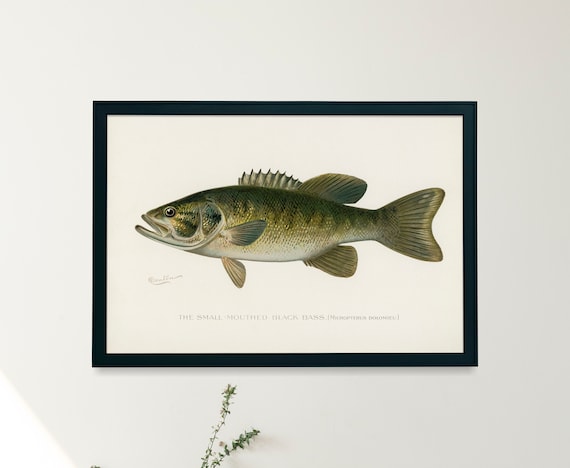 Fly Fishing for Smallmouth Bass Digital Download