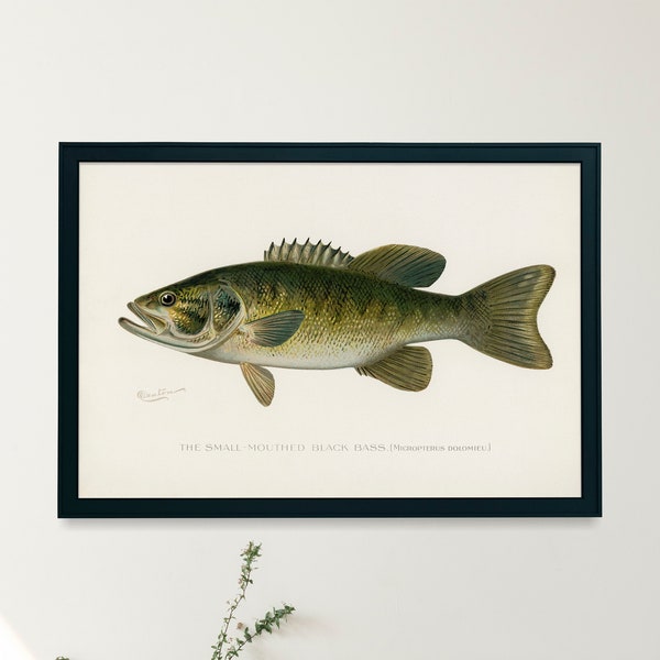 Smallmouth Bass Fish Illustration Print | Single Printable Wall Art | Fish of North America | Vintage Fishing Fly Fisherman Digital Download