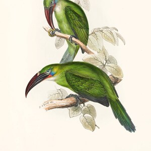 May include: A vintage illustration of two green birds with long, curved beaks perched on a branch. The birds have blue and red markings around their eyes. The illustration is titled "PTEROGLOSSUS SULCATUS; Swainson." Grooved-bill Aracari.