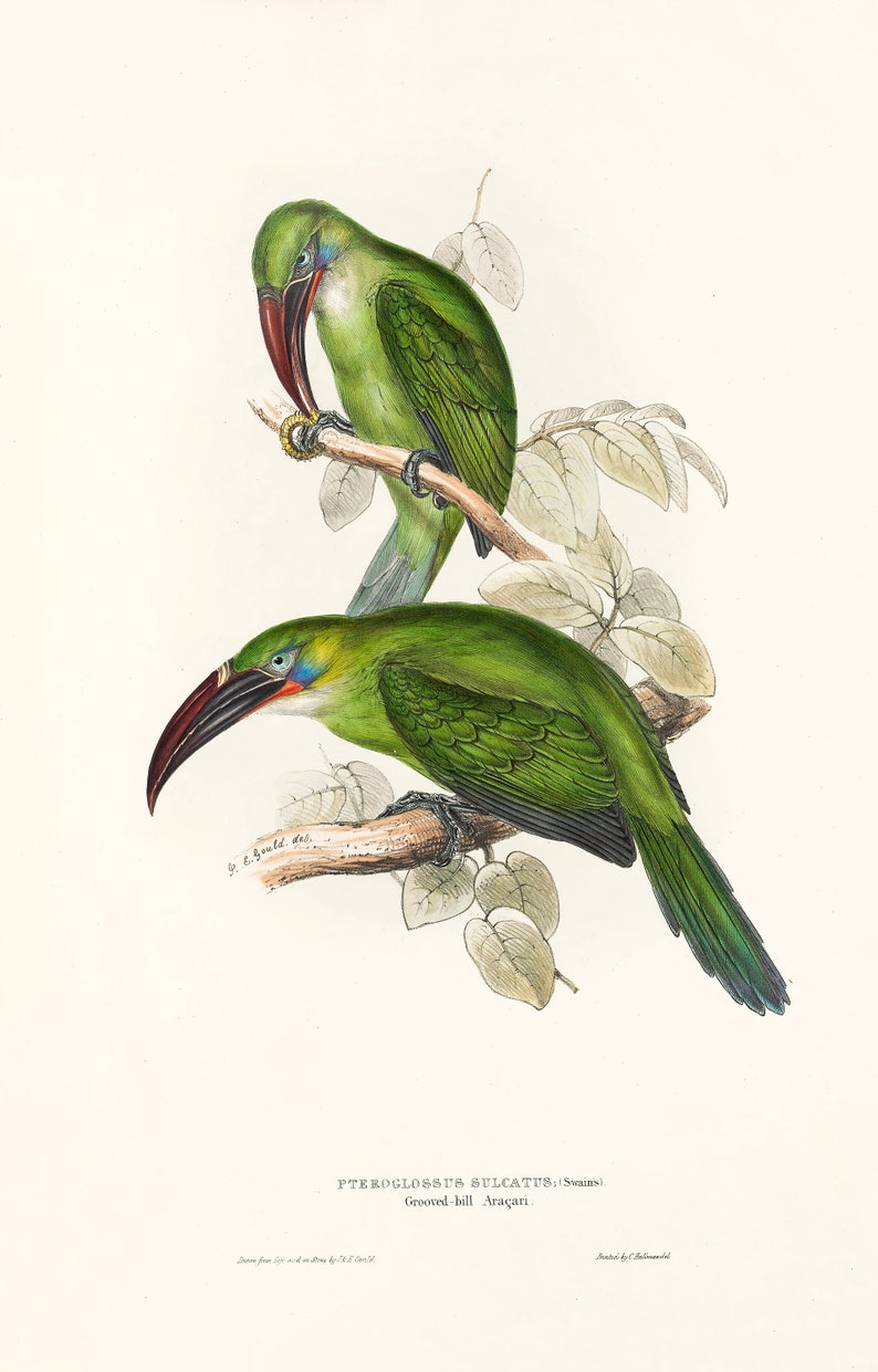 May include: A vintage illustration of two green birds with long, curved beaks perched on a branch. The birds have blue and red markings around their eyes. The illustration is titled "PTEROGLOSSUS SULCATUS; Swainson." Grooved-bill Aracari.
