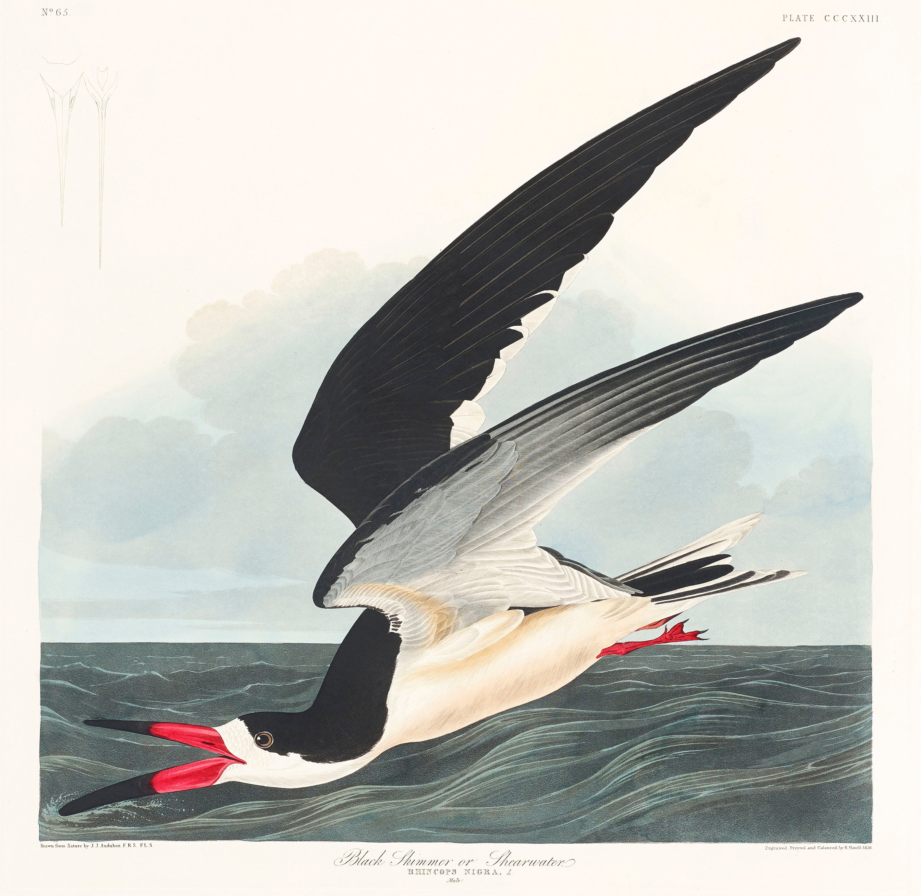 Water Fowl Wading Sea Birds Plates From Audubon s Birds Etsy Water Fowl Wading Sea Birds Plates From Audubon s Birds Etsy