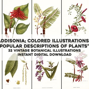 32 Flower Illustrations from a Vintage Periodical |  Botanical Floral Garden Image Bundle | Instant Digital Download | Commercial Use