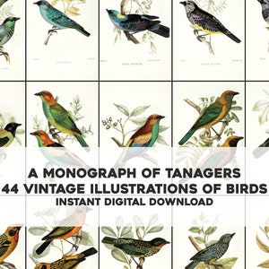 44 Beautiful Tanager Bird Illustrations | High Resolution Image Bundle/Printable Wall Art | Instant Digital Download Commercial Use