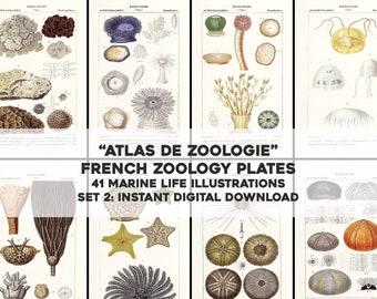 41 imágenes restauradas del Atlas Zoológico Set 2 Coral Marine Life / HQ Image Bundle Imprimible Wall Art / Descarga instantánea Uso comercial