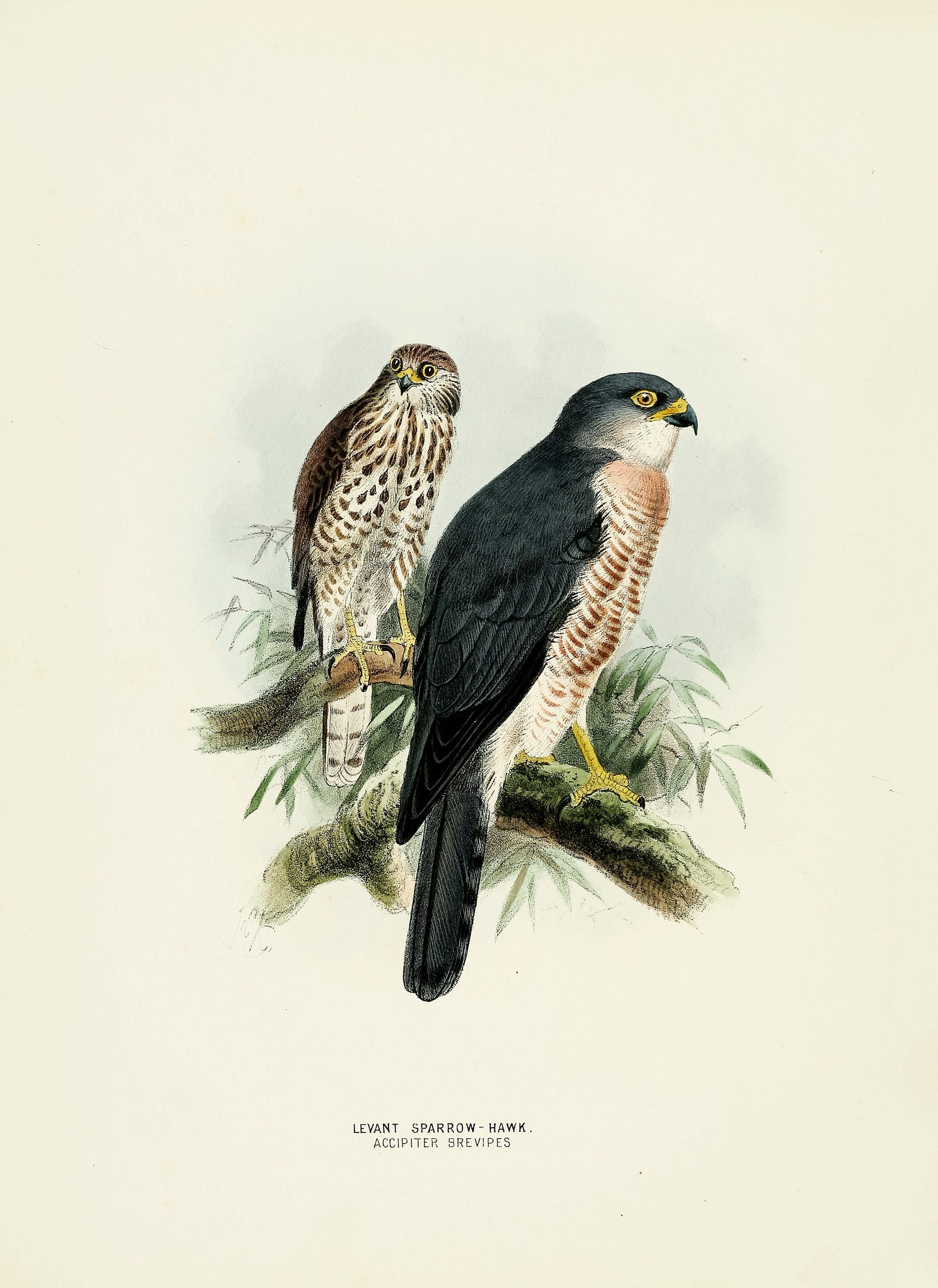 100年前の古書希少1923年Birds and their young