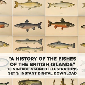 Storia di British Island Fish Set 3 / 73 Immagini vintage Pacchetto di creazione Arte da parete stampabile / Download digitale istantaneo Uso commerciale