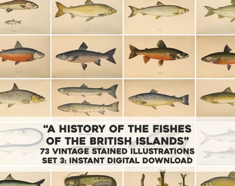 洋書 アンティーク HAWAIIAN FISHES ポストカード 洋書 アンティーク HAWAIIAN FISHES ポストカード