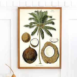 Coconut Tree Fruit Plant Print | Single Printable Wall Art | Kohler&#39;s Medicinal Plants | Vintage Botanical Illustration Digital Download