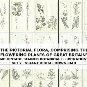 Conjunto de Flora Pictórica 2 | 140 Ilustrações Florais em Preto e Branco Desgastadas | Pacote de Imagens Vintage | Download Digital Instantâneo Uso Comercial