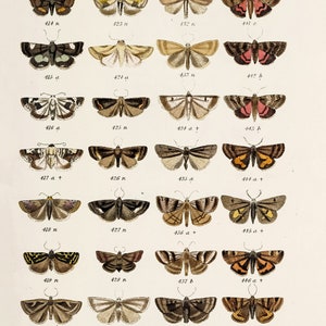 Labelled Moth 59 Cool Pages of Butterflies & Moths Vintage Illustrations | Image ...