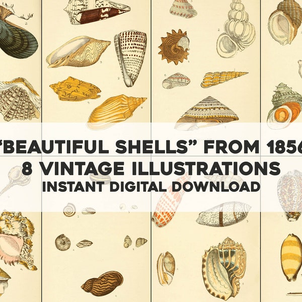 8 Shell Illustrations From Beautiful Shells | Vintage Image Bundle Printable Wall Art | Instant Digital Download Commercial Use