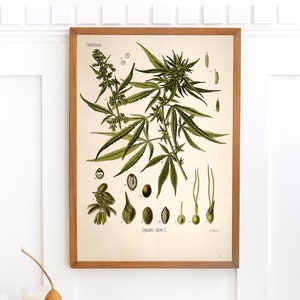 Könnte beinhalten: Eine Vintage-botanische Illustration von Cannabis sativa, auch bekannt als Hanf, mit detaillierten Zeichnungen der Blätter, Blüten und Samen der Pflanze. Die Illustration ist in einem hellbraunen Holzrahmen gerahmt.