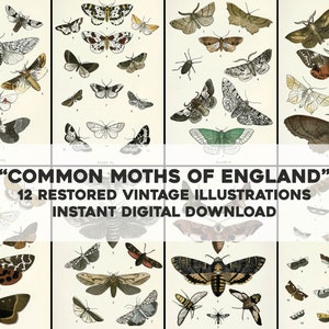 Gemeinsamen Motten von England 12 Bilder | Vintage restauriertes Bild Bündel | Botanische Blumen Natur | Sofortiger digitaler Download für kommerzielle Nutzung