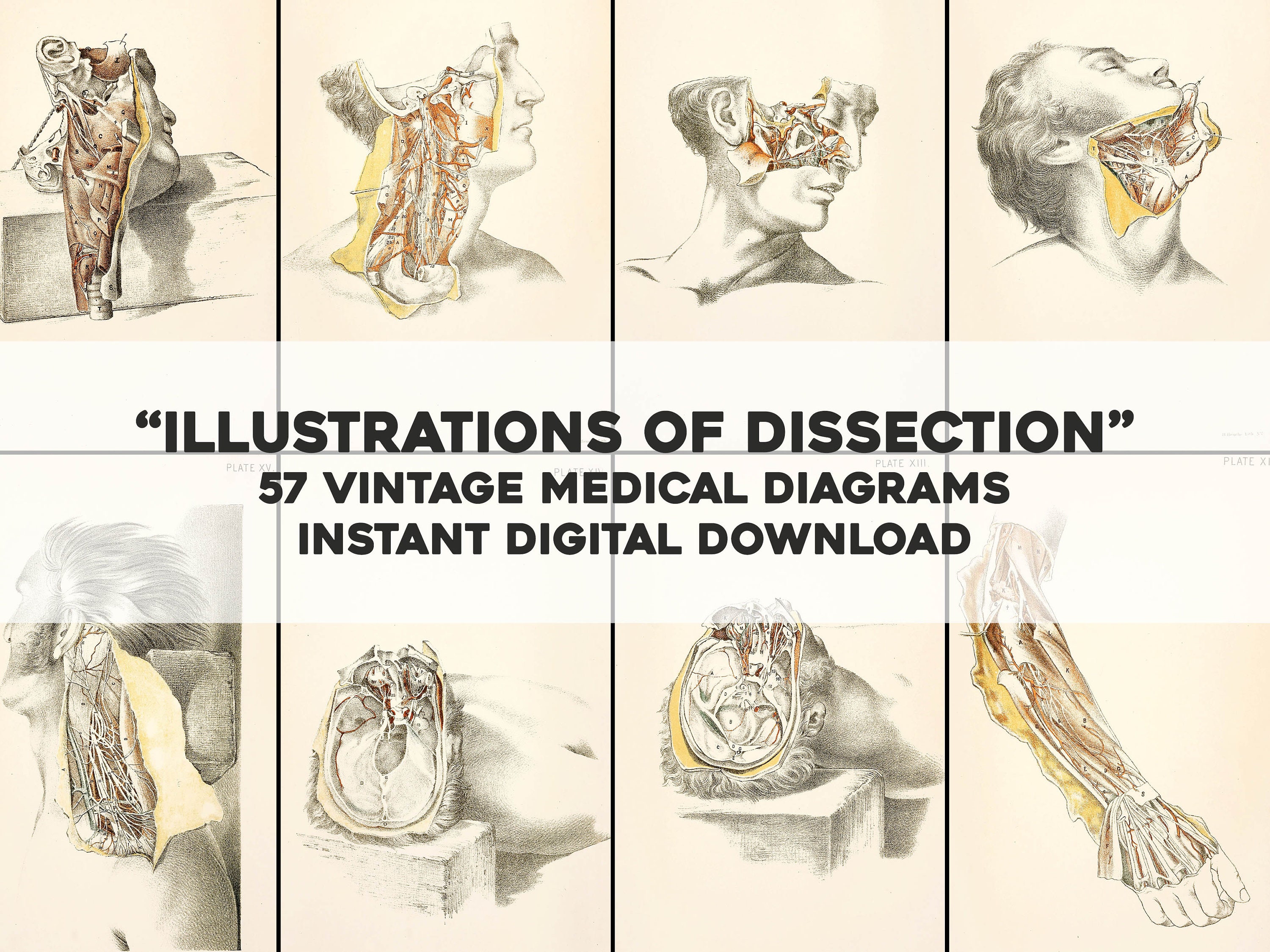 57 Human Anatomical Illustrations Biology Physiology Medical Dissect ...