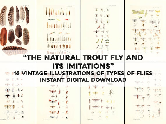 16 the Natural Trout Fly Fishing Flies Illustrations Image Bundle/printable  Wall Art Instant Digital Download Commercial Use 