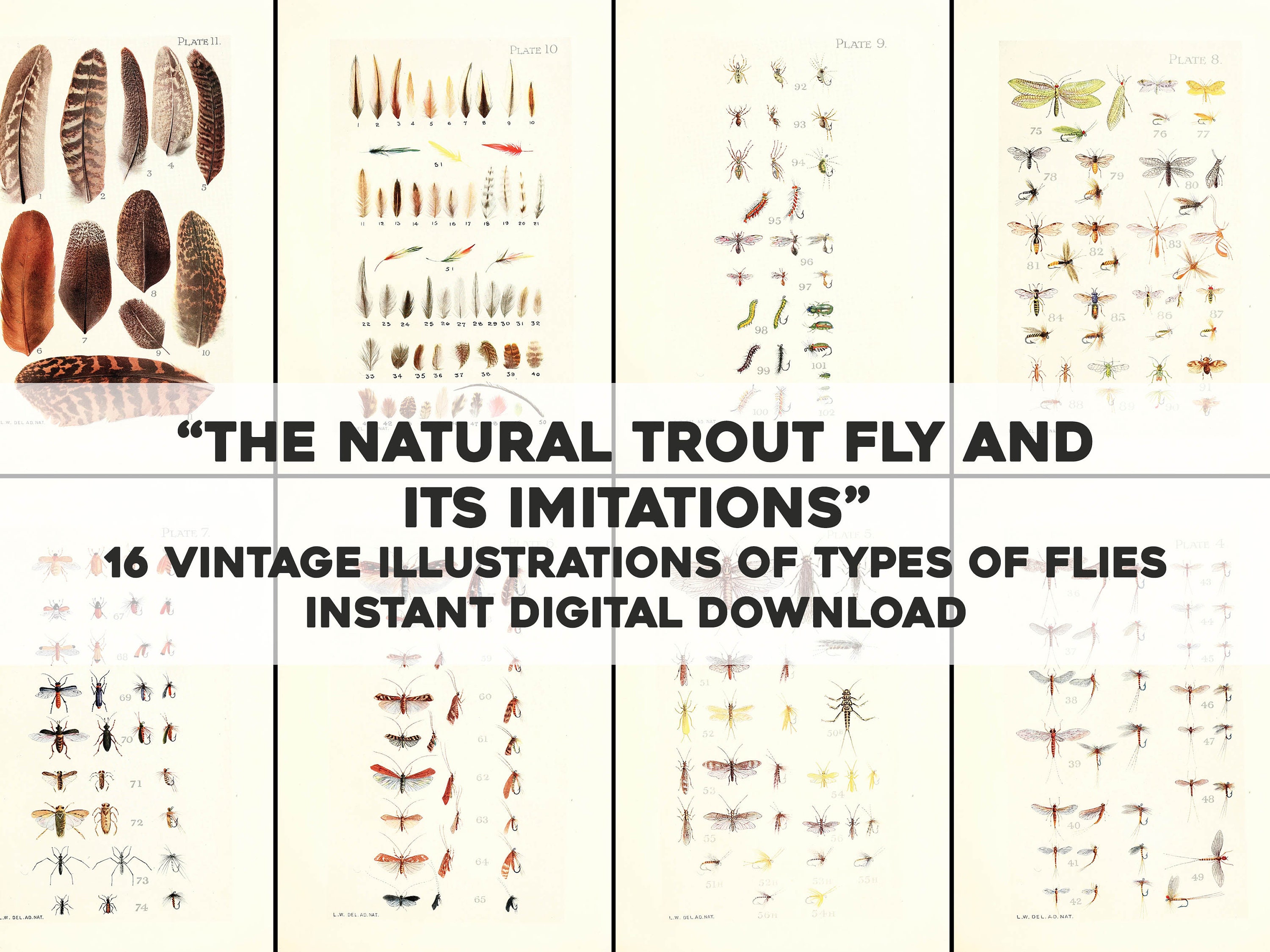 16 the Natural Trout Fly Fishing Flies Illustrations Image Bundle