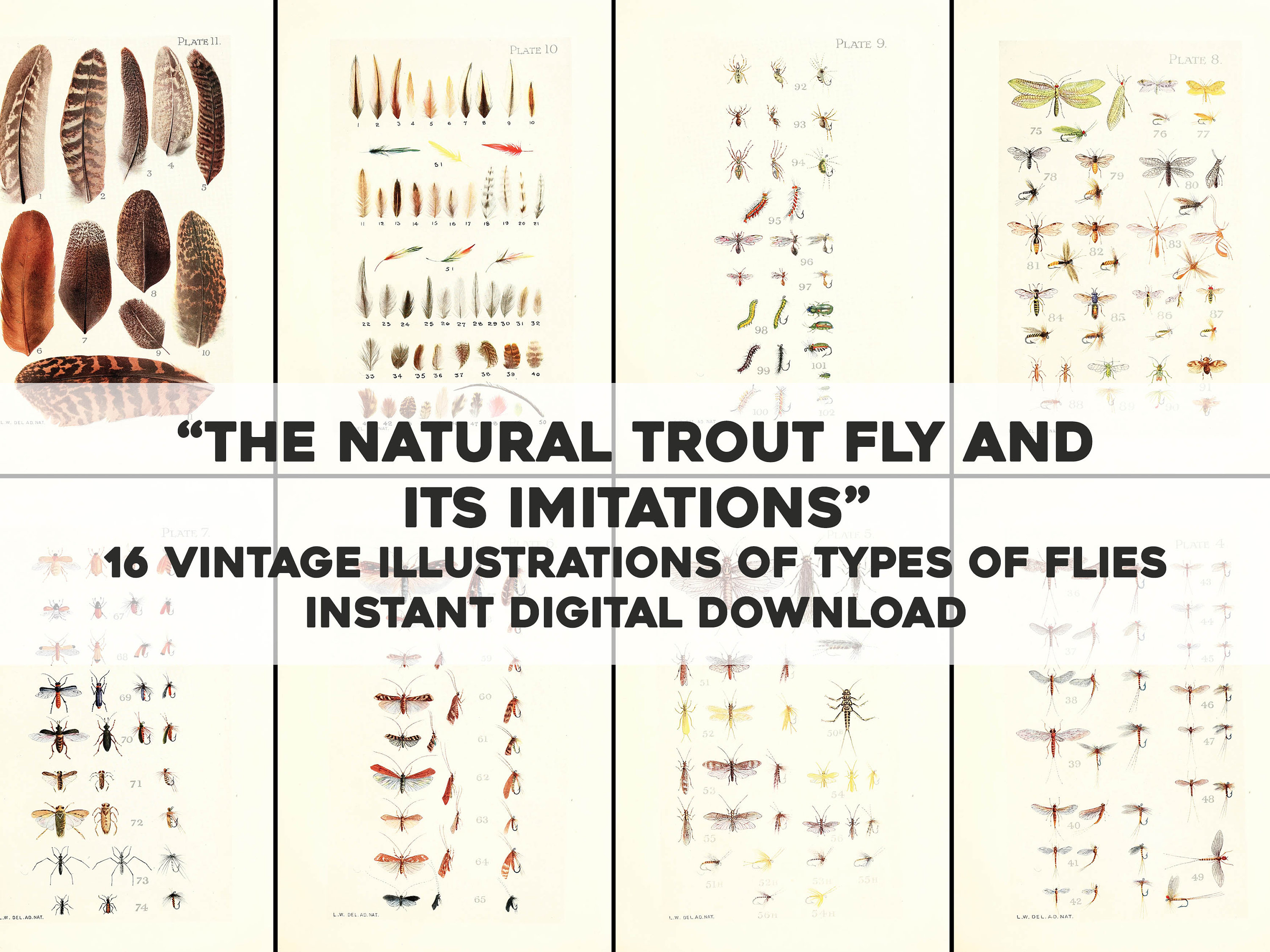 Fly Fishing Flies Identification