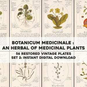 56 Wunderschöne Botanicum Medicinale Illustrationen Beschreibung und Verwendung | HQ Image Bundle | Sofortiger digitaler Download | Physische kommerzielle Nutzung 2
