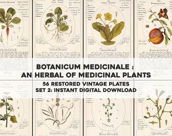 56 Gorgeous Botanicum Medicinale Illustrations Description and Uses | HQ Image Bundle | Instant Digital Download | Physical Commercial Use 2