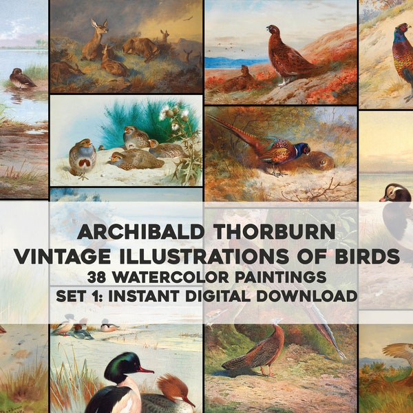38 Amazing Illustrations Ducks Waterfowl Game & Prey Birds | HQ Image Bundle Printable Wall Art | Instant Digital Download Commercial Use 1