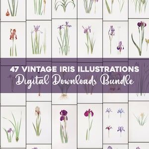 Vintage Iris Illustrazioni Stampabile Wall Art Bundle Download digitale Collage Kit Botanico Floreale Ephemera Giardino Fiori Uso commerciale