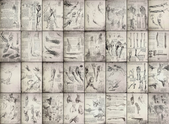 32 レオナルド ダ ヴィンチ解剖学原稿スケッチ図セット 3 | 画像 32 レオナルド ダ ヴィンチ解剖学原稿スケッチ図セット 3 | 画像