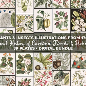Plant & Insects Illustrations Natural History of Carolina Florida Bahamas Vintage Printable Wall Art Bundle Digital Download Commercial Use