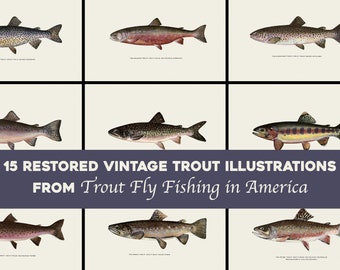 Restored Trout Illustration Printable Wall Art/HQ Image Bundle | Trout Fly Fishing in America Vintage | Fish Digital Download Commercial Use