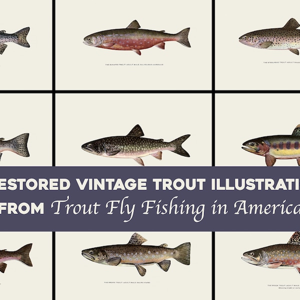 Gerestaureerde forel illustratie afdrukbare Wall Art/HQ afbeelding bundel | Forel vliegvissen in Amerika Vintage | Vis digitale download commercieel gebruik