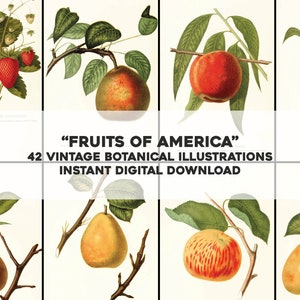 42 immagini restaurate di Fruits of America/pacchetto immagini HQ/arte da parete stampabile/download digitale istantaneo per uso commerciale