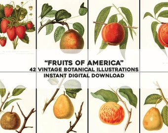 42 Imágenes restauradas Frutas de América / Paquete de imágenes HQ / Arte de pared imprimible / Descarga digital instantánea Uso comercial