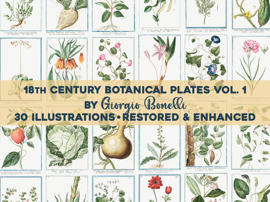 18th Cent. Vintage Botanical Illustrations Vol. 1 Printable - Etsy